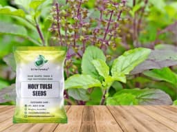 SRI SAI FORESTRY- Natural Tulsi Seed or Holy Basil Seeds, Indian Tulsi Plant Seeds, Flower Seeds 2
