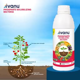 Green Revolution Jivanu PSB Phosphate Solubilizing Bacteria Liquid Bio Fertilizer, Improves Nutrient Uptake 4