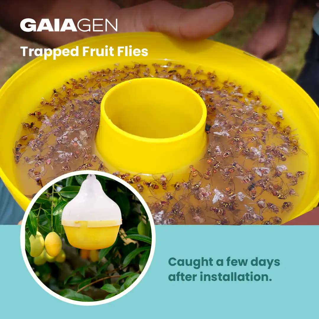 Gaiagen Bador Lure, Pheromone Lure For Fruit Fly (Bactrocera Dorsalis) And Insect Fly Trap, IMO Certified - Image 7