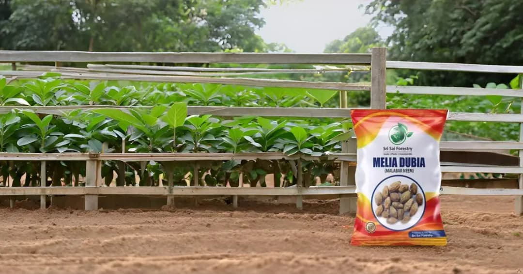 SRI SAI FORESTRY - Melia Dubia Seeds, Malabar Neem Seeds, Fast Growing Tree - Image 11