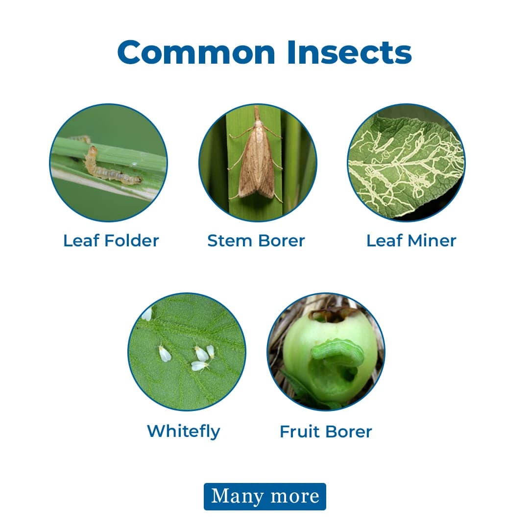 Cruzep-50 Insecticide - Cartap Hydrochloride 50% SP - Image 4