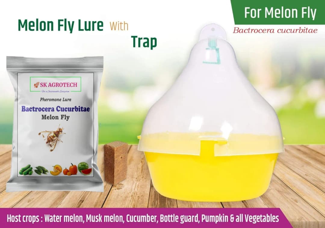 SK Agrotech Bactrocera Cucurbitae Mac Phll Trap With Melon Fly Lure - Effective Pest Control for Vegetables - Image 2