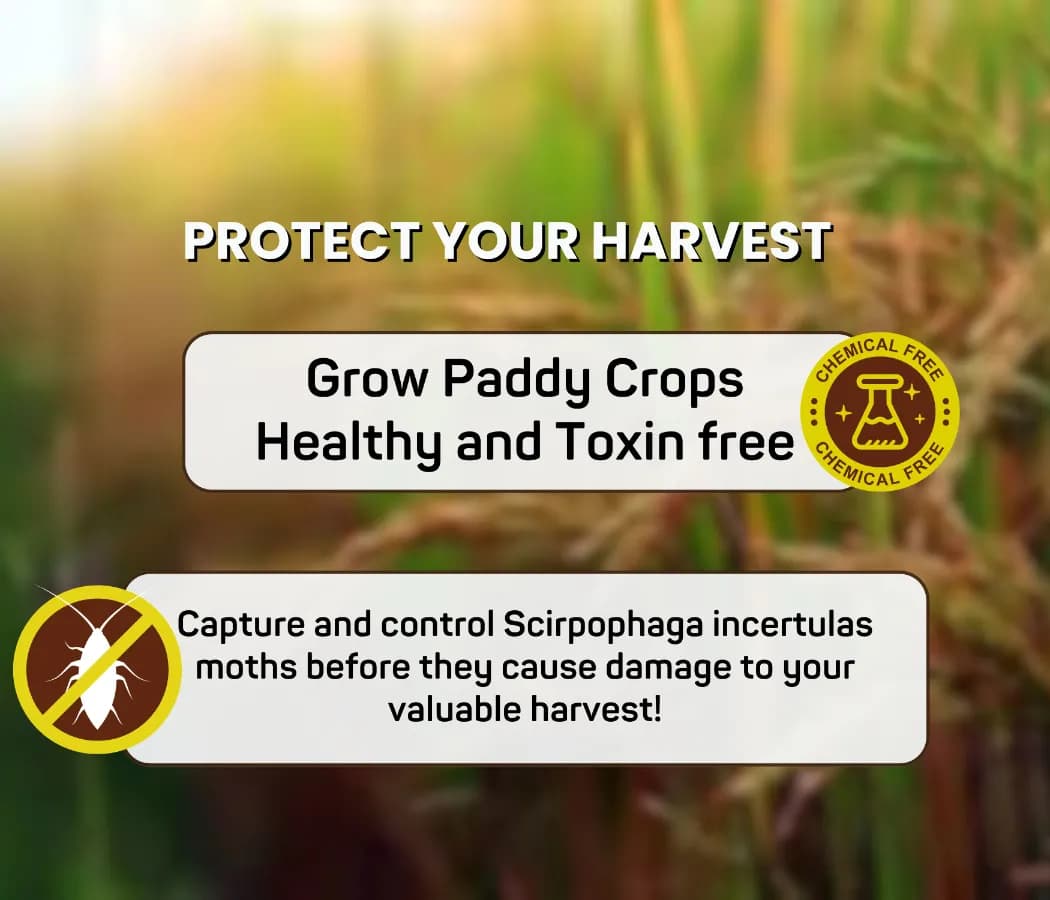 Chipku Pheromone Trap Funnel With Scriptophaga Incertulas Lure To Catch Insect, Moth Yellow Rice Stem Borer (YSB) - Image 8