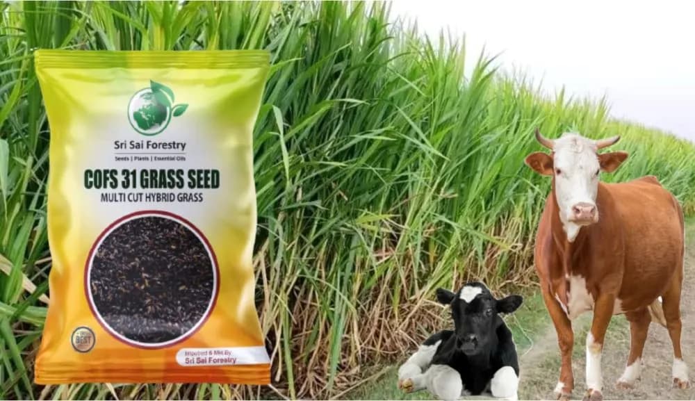 Sri Sai Forestry COFS 31 Grass Seeds For Goat And Cow, Multi Cut Fodder Seed - Image 7
