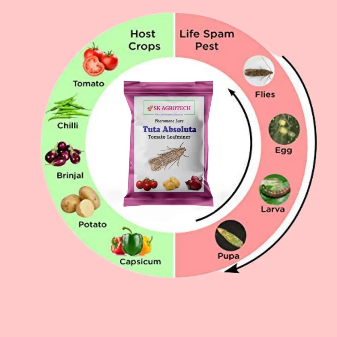 SK Agrotech Tuta Absoluta Tomato Leafminer Pheromone Trap With Lure - Effective Pest Control For Tomatoes - Image 6