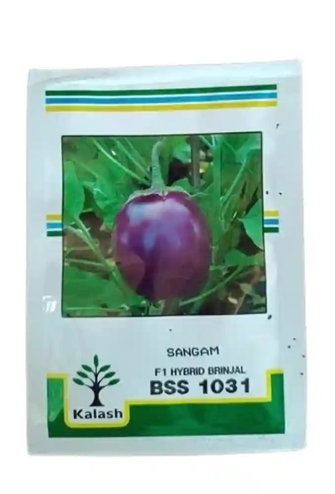 Kalash BSS 1031 Sangam Brinjal (Baingan) Seeds