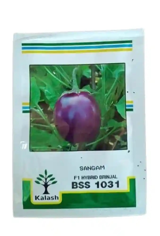 Kalash BSS 1031 Sangam Brinjal (Baingan) Seeds