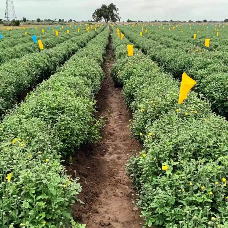 Barrix Magic Glue Insect Trap Bag, Insect Monitoring Purpose, Smart And Sustainable Pest Control (With 30 Yellow Sheet & 10 Blue Sheet + 300ml Glue) - Image 2