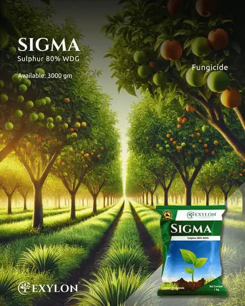 Exylon Sigma Fungicide - Sulphur 80% WDG - Image 1