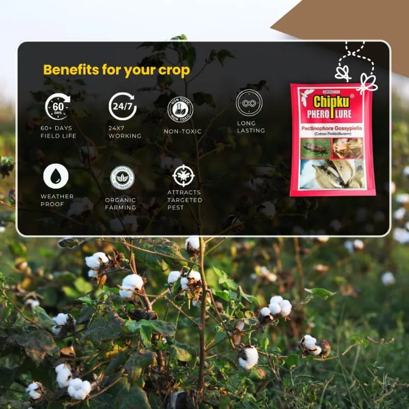 Chipku Pheromone Trap Funnel With Pink Bollworm Lure To Catch Insect Moth Of Pink Bollworm (PBW) (Pectinophora Gossippiella) In Cotton Crop. - Image 8