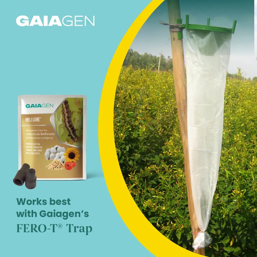 Gaiagen Pheromone Lure For American Bollworm (Helicoverpa Armigera) And Insect Funnel Traps, IMO Certified - Image 9