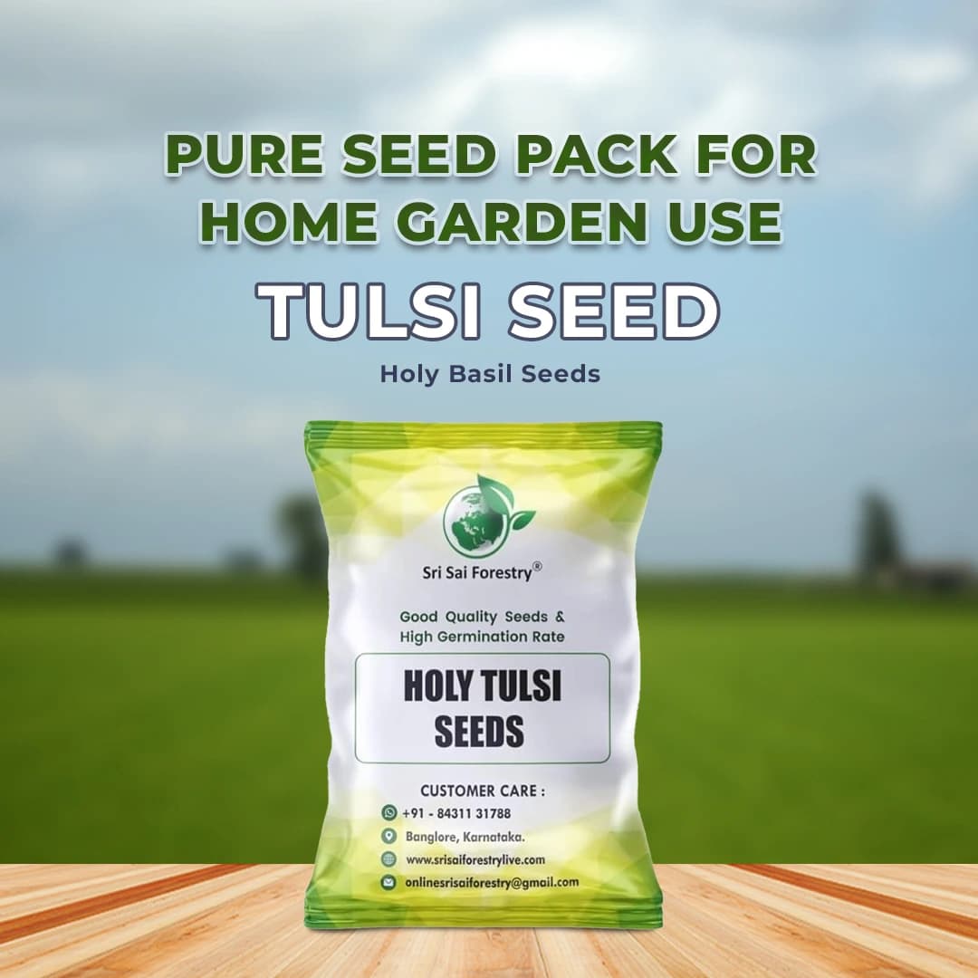 SRI SAI FORESTRY- Natural Tulsi Seed or Holy Basil Seeds, Indian Tulsi Plant Seeds, Flower Seeds - Image 2