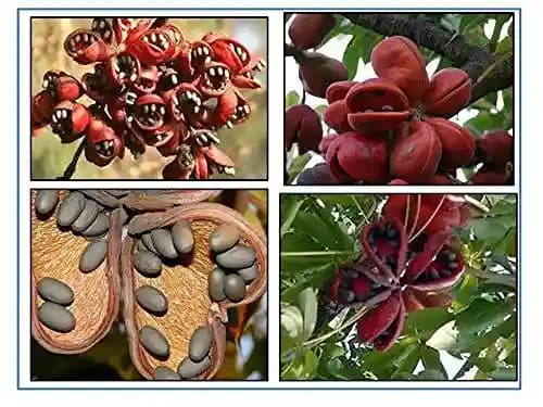 RK Seeds - Sterculia Foetida Seeds Ornamental Flower Seeds - Java Olive, Peon, Poon Tree, Sterculia Nut, Bastard Poon Tree,Sterculia foetida planting - Image 2