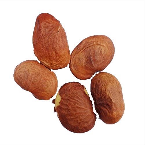 RK Seeds Pongam Oil Tree Seeds, Without Pod Pongamia Pinnata. Fast Germination - Image 1