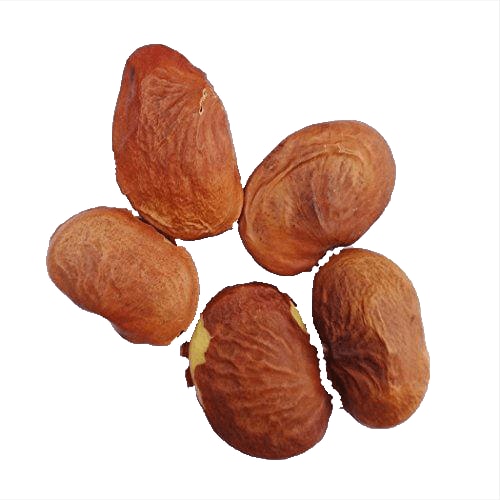 RK Seeds Pongam Oil Tree Seeds, Without Pod Pongamia Pinnata. Fast Germination