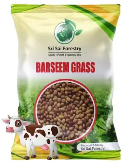 Sri Sai Forestry Barseem Grass Seeds For Goat, Barseem Seed For Cattle, Multi Cut Grass Seeds - Image 2