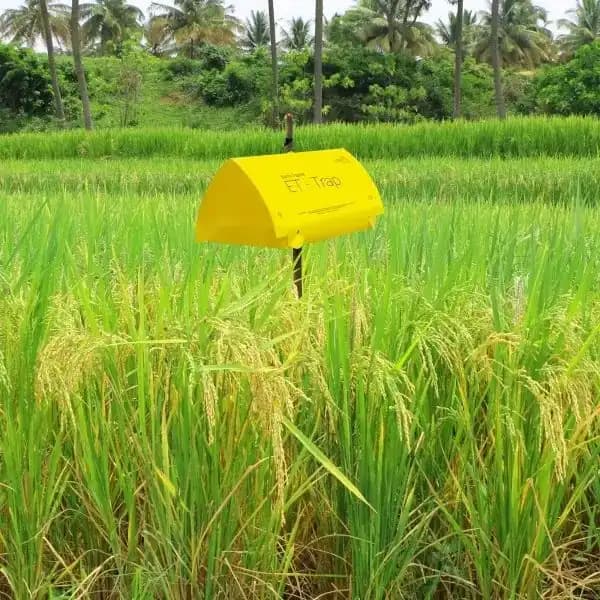 Barrix Trapper ET Trap, Yellow Stem Borer Pheromone Trap & Lure, Effective For Paddy Crop, Long-Lasting Pest Control Solution - Image 4