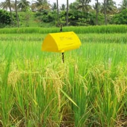 Barrix Trapper ET Trap, Yellow Stem Borer Pheromone Trap & Lure, Effective For Paddy Crop, Long-Lasting Pest Control Solution 4