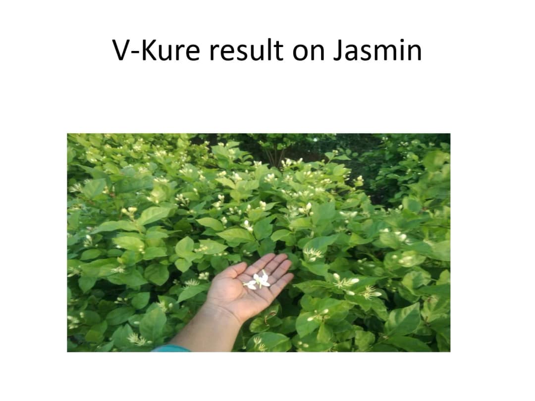 V Kure Bactericide & Fungicide Special, 100 % organic , Combination Of Eugenol, Thymol, potassium salts, cationic surface agent, sodium salts. - Image 4