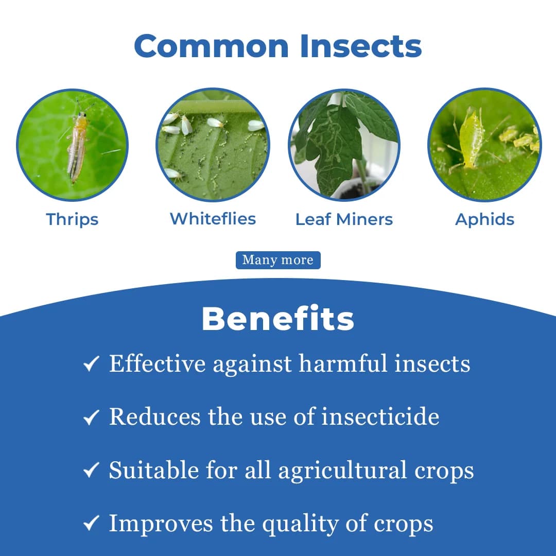 NB Neem - Natural and Water Soluble Neem Oil 345 PPM, Best Against Thrips, White Flies, Aphids, Leaf Miners And Bugs, Reduce Insect Growth - Image 3