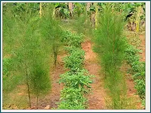 RK Seeds - White Sandalwood Seeds, Chandan Seeds, Santalum album 100 g + White Sandal Host Plant Seeds - Image 2