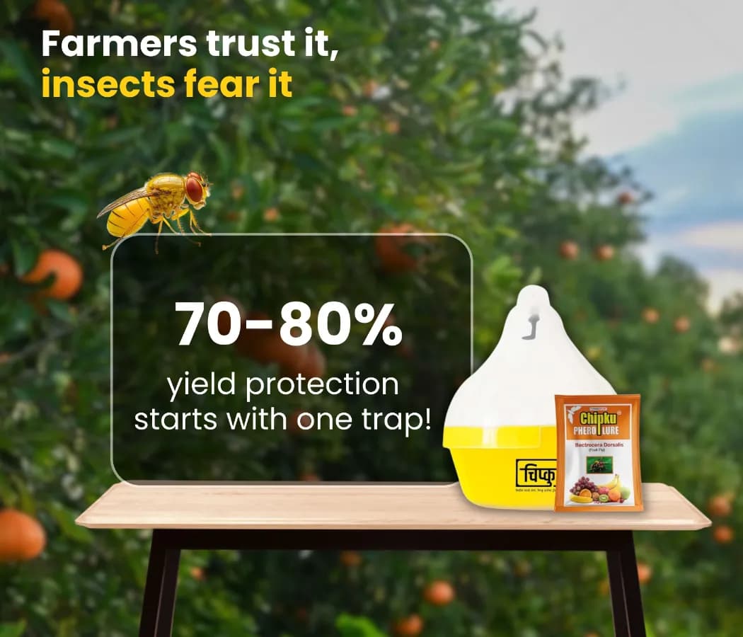 Chipku Fly Magnet Oriental Fruit-Fly With Max Plus Trap, Bactocera Dorsalis Catcher With Attractant Lure For Mango, Sapota, Papaya, Guava - Image 4