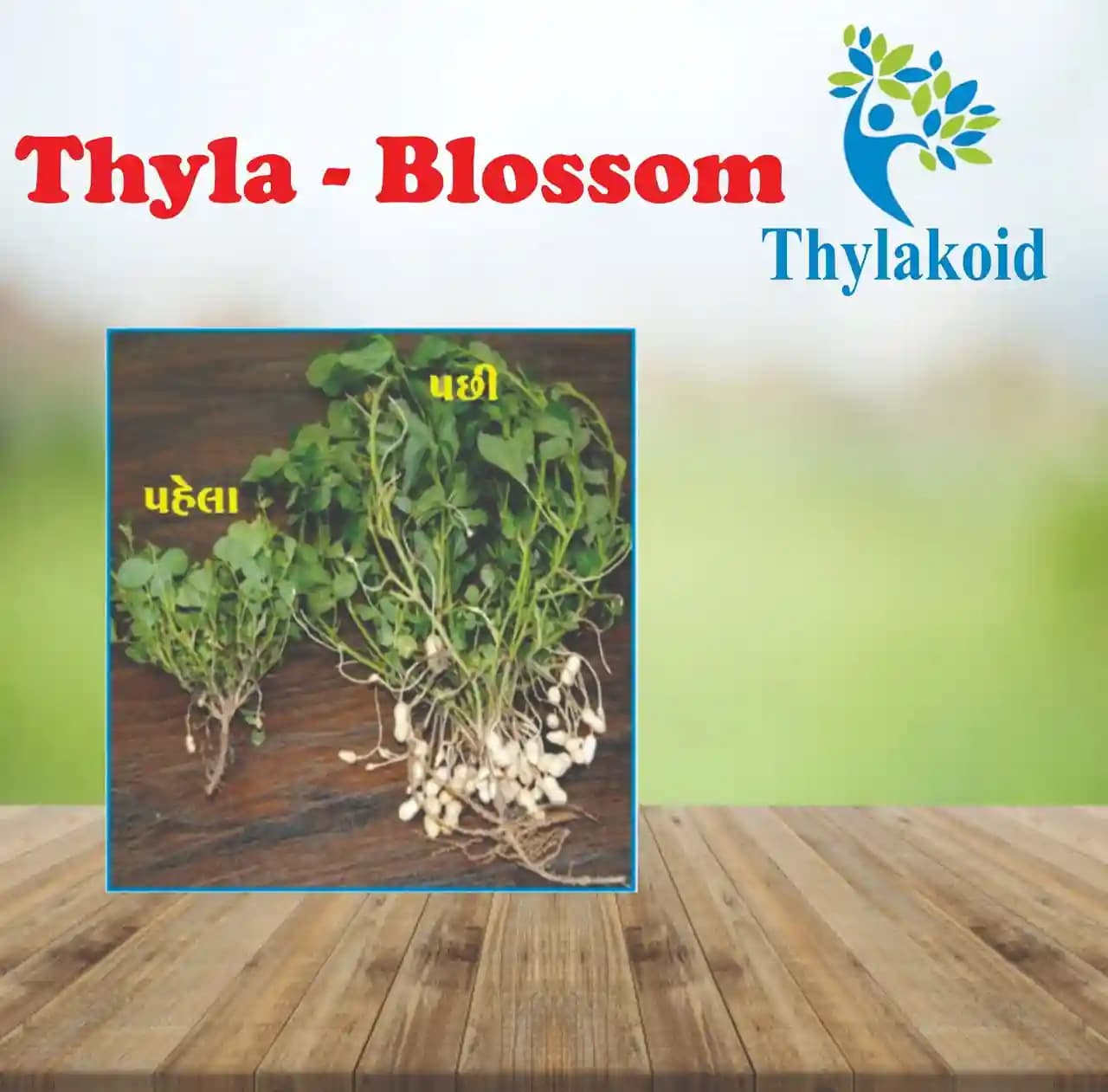 Thyla Blossom Flowering Special. Specially prepared for more flowering and prevent flowers from premature dropping. - Image 1