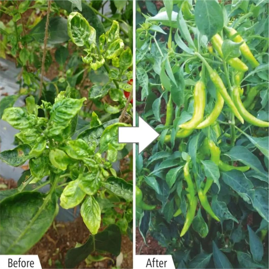 Barrix Control Plant Growth Supporter, Easily Absorbed By The Plant, Contain Nitrogen - Image 2