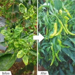 Barrix Control Plant Growth Supporter, Easily Absorbed By The Plant, Contain Nitrogen 2