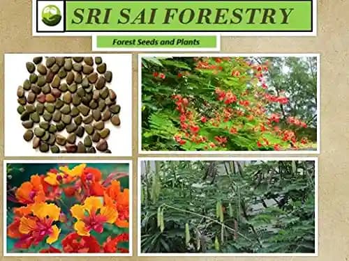 SRI SAI FORESTRY Caesalpinia pulcherrima, Peacock Flower, Rajamalli, Red Bird of Paradise Flowering Plant Seeds For Home Garden,Fencing & Terrace - Image 4