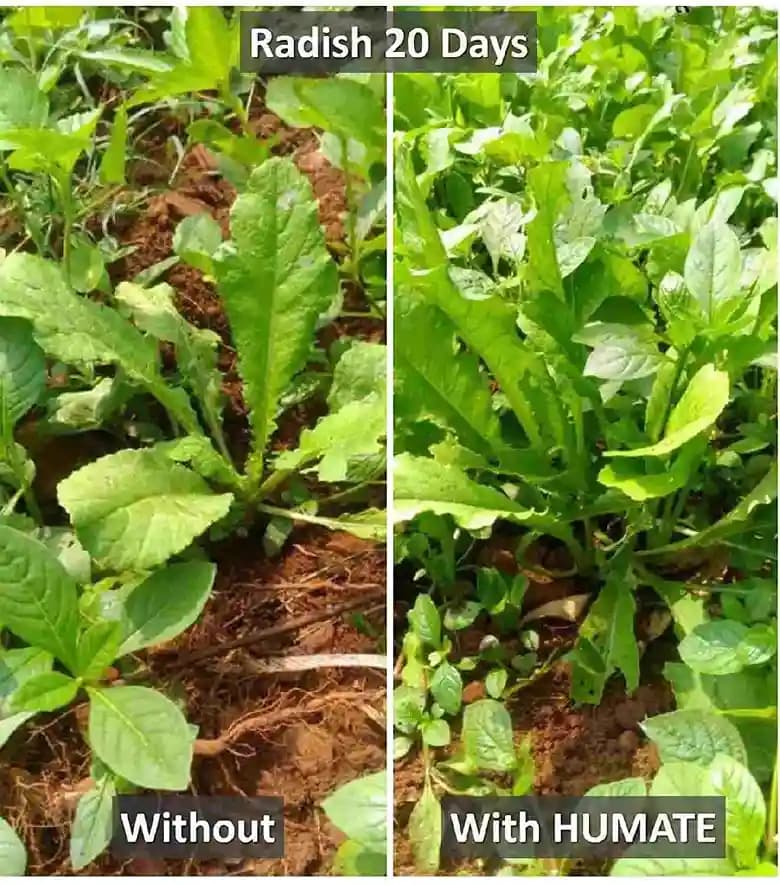 100% Organic HUMATE, Contains Highest Humic & Fulvic Acid, From USA, Humic Acid 58%, Fulvic Acid 33% - Image 3