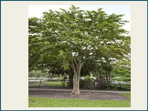 RK Seeds Sacred Terminalia Arjuna seeds , Arjun Tree seeds , Marudha Maram, Neer Maruthu tree seeds- Temple tree seeds,Arjun tree seeds for planting - Image 2
