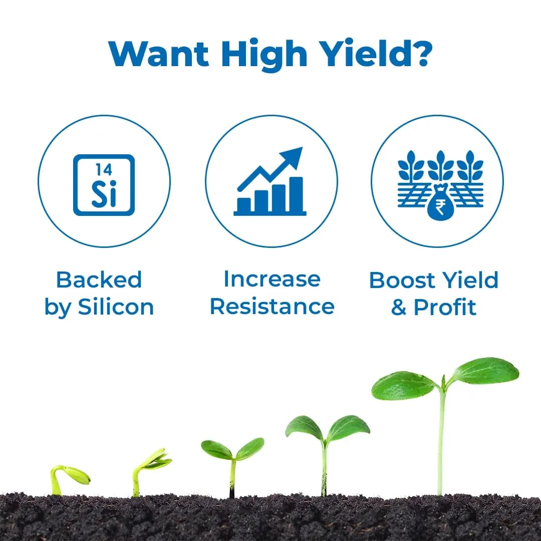 NUCLEAR - Best and Ultimate Yield Enhancer, Combination of Fulvic Acid, A.N.A Acid, S.N.P, NATCA, and Silicon Spreader - Image 3