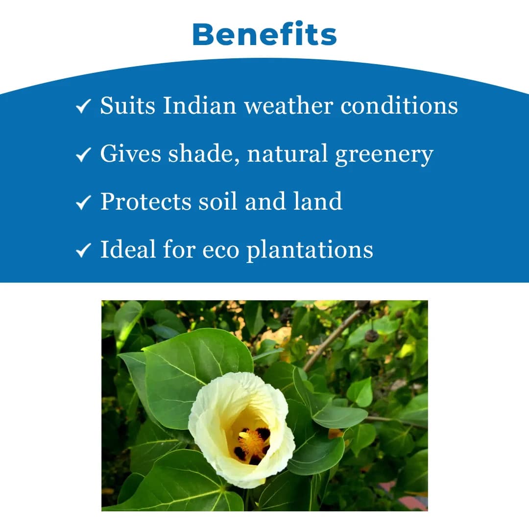 Thespesia Populnea (Poovarasan Tree) Tree Seed, Apple Shaped Fruit - Image 4