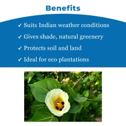 Thespesia Populnea (Poovarasan Tree) Tree Seed, Apple Shaped Fruit 4