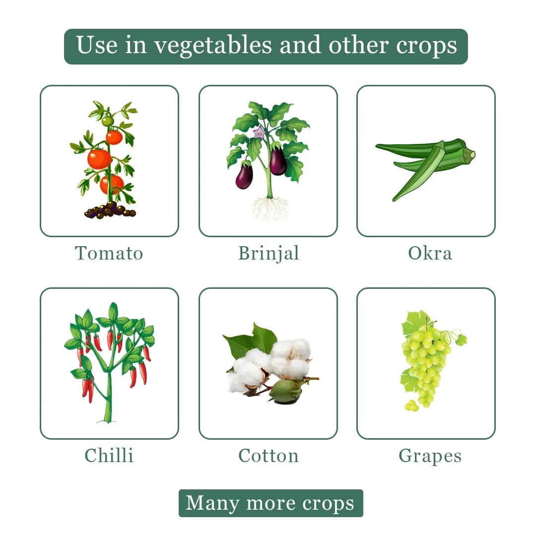 Miraj Botanical Extract - Special Solution for Whitefly and Green Jassid Control, Non-Toxic and Eco-Friendly - Image 4