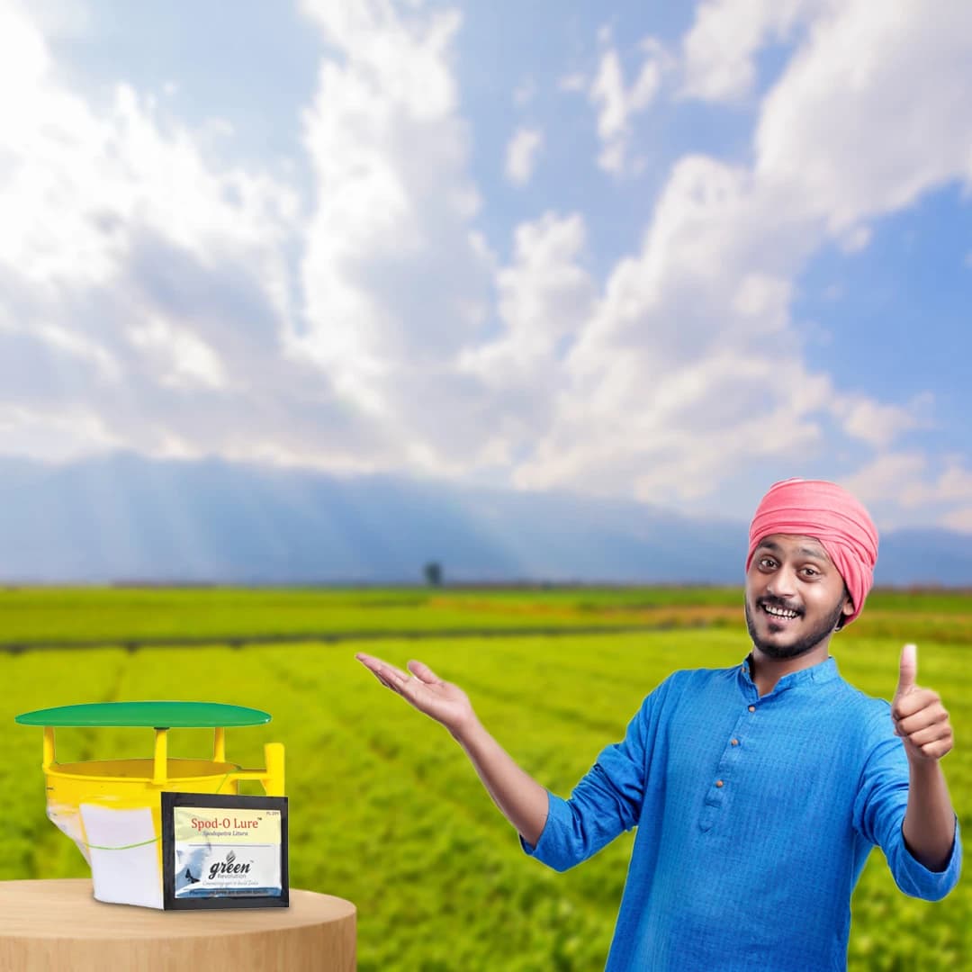 Funnel Trap with Spodo O Lure (Spodoptera Litura Pheromone) For Tobacco, Cotton, Red gram, Tomato and Chilli. - Image 5