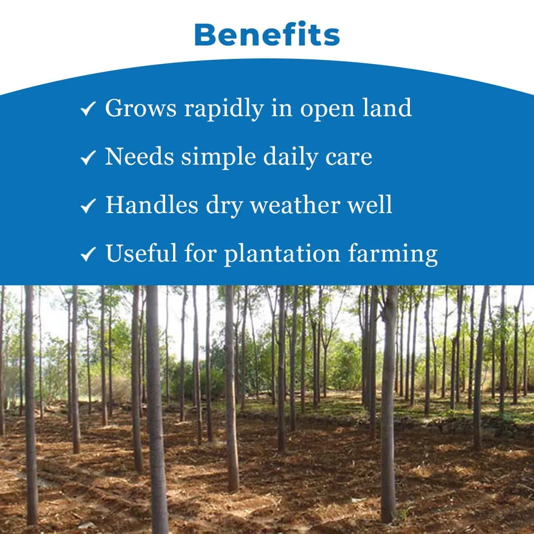 Sri Sai Forestry Melia Dubia Seeds (Malabar Neem) - Image 4