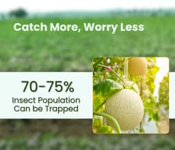 Chipku Pheromone Ecomax Trap With Melon Fly Lure (Bactrocera Cucurbitae) Feeding By The Larvae. For Gourds, Pumpkin, Tomato, Water Melon, Zucchini 4