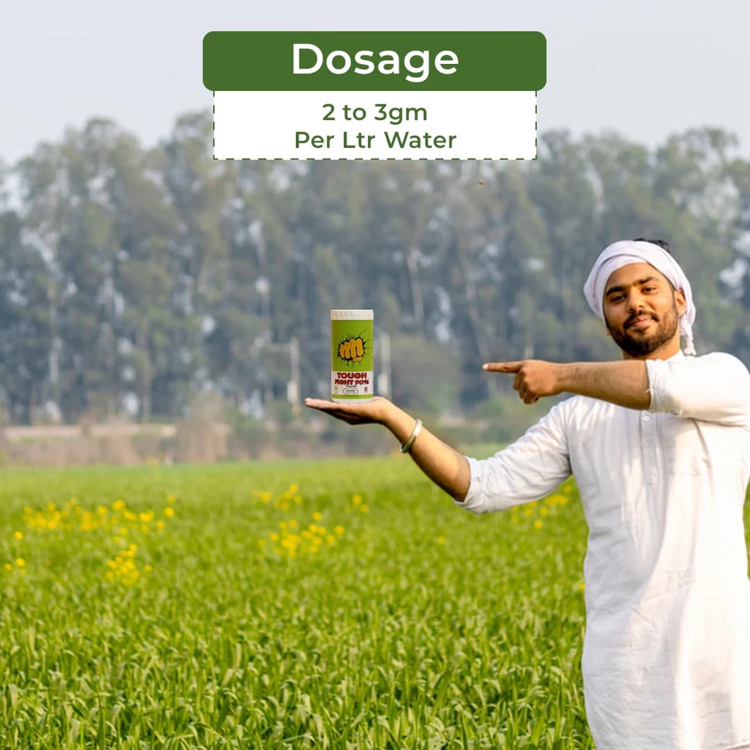 Anand Tough Fight 90% Powder Combination of Active Phosphorus And Potash, Helps In Increasing Yield. - Image 5