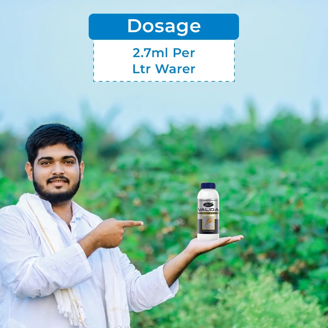 Agriventure Valida (Validamycin 3% Sl) Fungicide, Control The Sheath Blight Disease Of Rice Very Effectively - Image 5