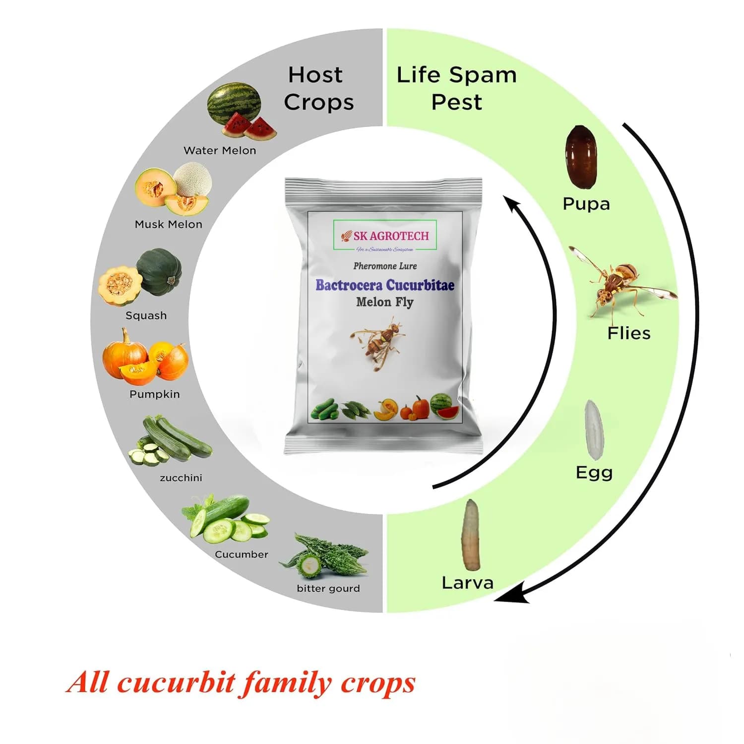 SK Agrotech Bactrocera Cucurbitae Melon Fly Pheromone Trap With Lure For Vegetables - Image 6