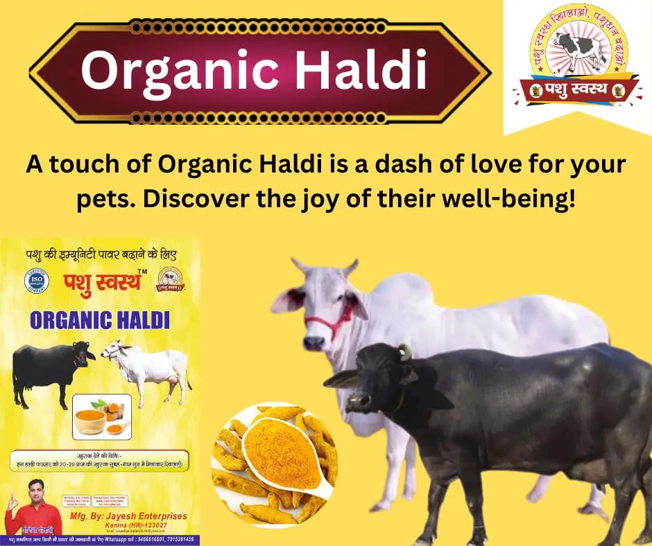 PASHU SVASTH ORGANIC HALDI, Animal Health Supplements, A Natural Shield for Animals, Increase Immunity, Fighting Cancer And More - Image 5