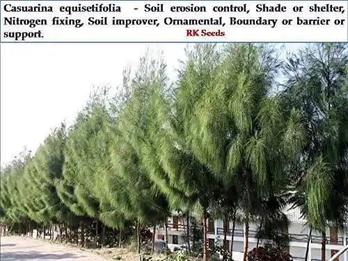 RK Seeds Casuarina equisetifolia , Australian Pine , Casuarina ,Australian Pine Tree,Choola Evergreen Tree seeds,Australian Whistling Pine seeds - Image 2