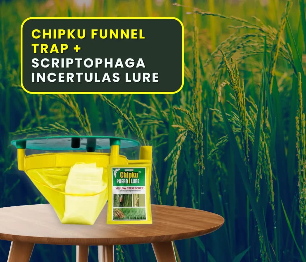 Chipku Pheromone Trap Funnel With Scriptophaga Incertulas Lure To Catch Insect, Moth Yellow Rice Stem Borer (YSB) - Image 7