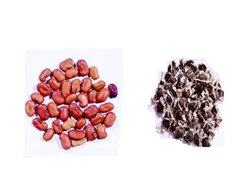 RK Seeds - Home Garden and Kitchen Garden Seeds of Vegetable Seeds - Drumstick Seeds, Moringa oleifera , Moringa seeds Sesbania grandiflora - Image 1