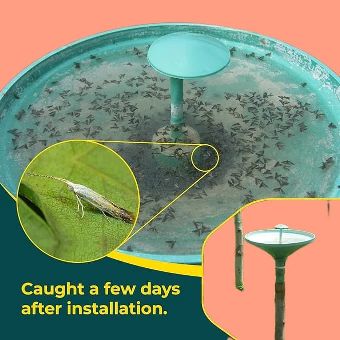 SK Agrotech Tuta Absoluta Tomato Leafminer Pheromone Trap With Lure - Effective Pest Control For Tomatoes - Image 7