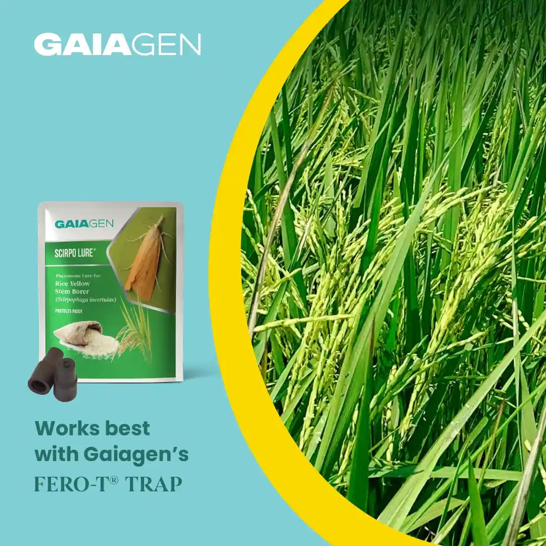 Gaiagen Scirpo Lure for Yellow Rice Stem Borer (Scirpophaga Incertulas) Pheromones Lure And Funnel Insect Traps - Image 8