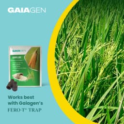 Gaiagen Scirpo Lure for Yellow Rice Stem Borer (Scirpophaga Incertulas) Pheromones Lure And Funnel Insect Traps 8