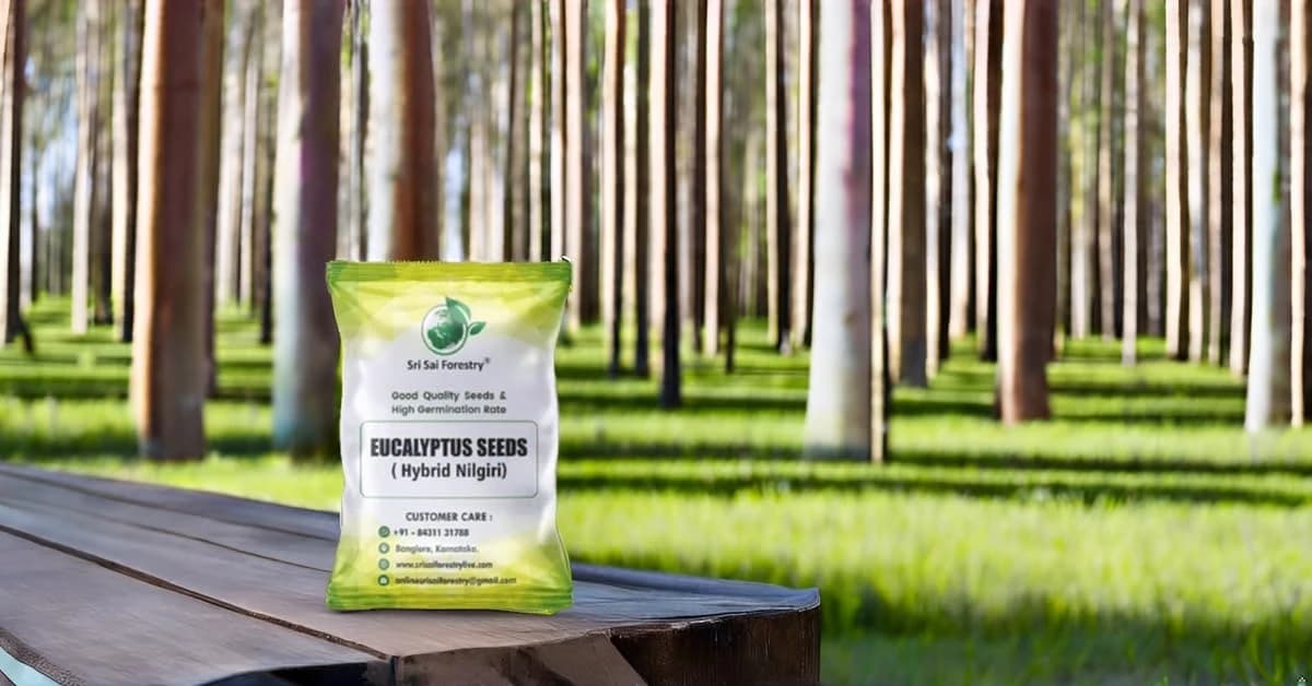 Sri Sai Forestry Eucalyptus (Nilgiri) Seeds - Image 11